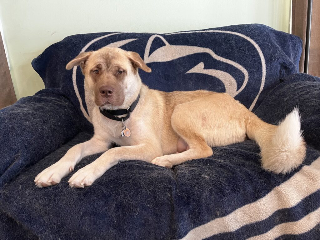 1.5 year old tan with brown snout Akita mix laying on couch with blue and white PSU blanket