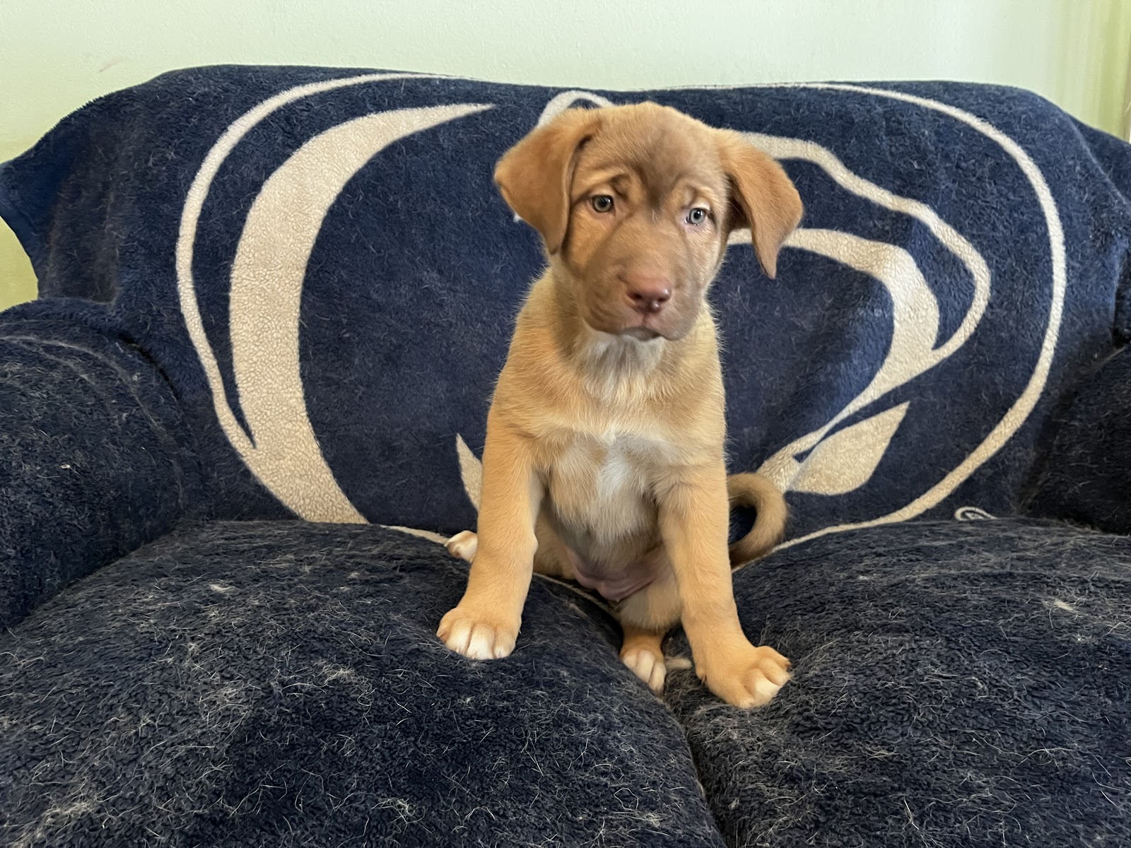 8 week old Akita mix puppy, mostly brown-tan with light tan-white chest and belly area is sitting on a couch with blue and white PSU blanket
