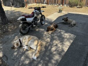 (L to R) Marley, Capt'n, and Harley.